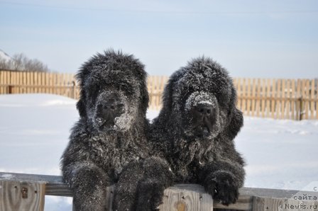Фото: ньюфаундленд Ньюфорт Бай'ю Тиана, ньюфаундленд Ньюфорт Бестселлер
