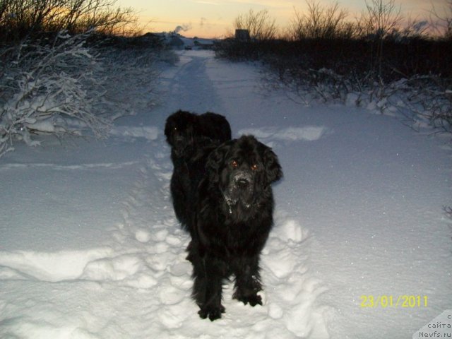 Фото: ньюфаундленд Глория Гранд Блек