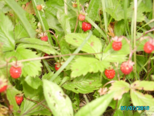 Фотография № 57753