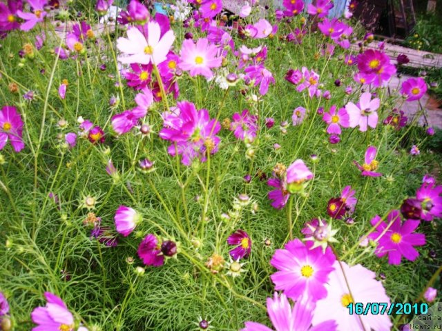 Фотография № 57758