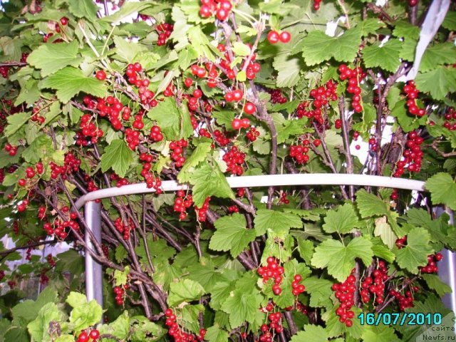 Фотография № 57759