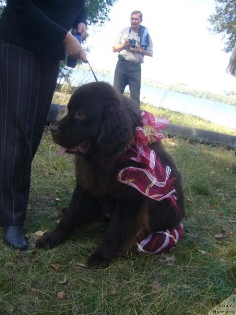 Фото: ньюфаундленд Супер Премиум Бекки от Мишель