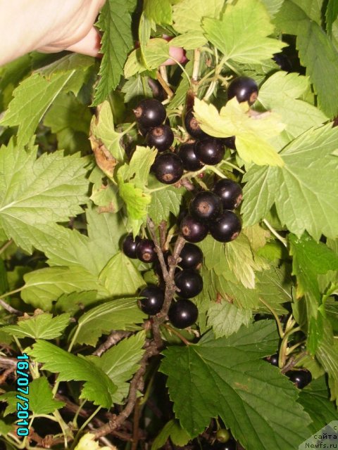 Фотография № 57760