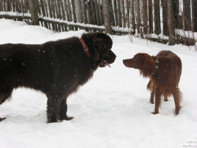Фото: ньюфаундленд Аристократ от Рафаэллы