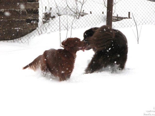 Фото: ньюфаундленд Аристократ от Рафаэллы