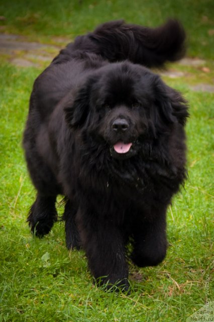 Фото: ньюфаундленд Лари (Lary)