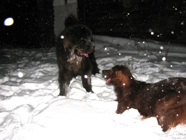 Фото: ньюфаундленд Аристократ от Рафаэллы