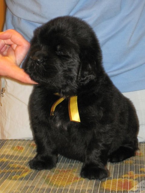 Фото: ньюфаундленд Уютная Долина Блисс оф Лайф