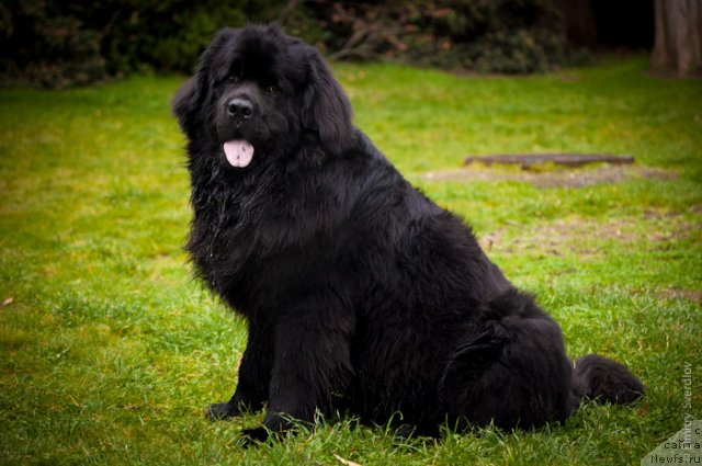 Фото: ньюфаундленд Лари (Lary)