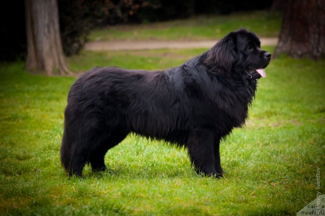 Фото: ньюфаундленд Лари (Lary)