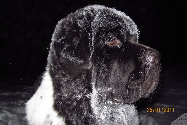 Фото: ньюфаундленд Плюшевая Панда Стиль-Санкт-Петербурга