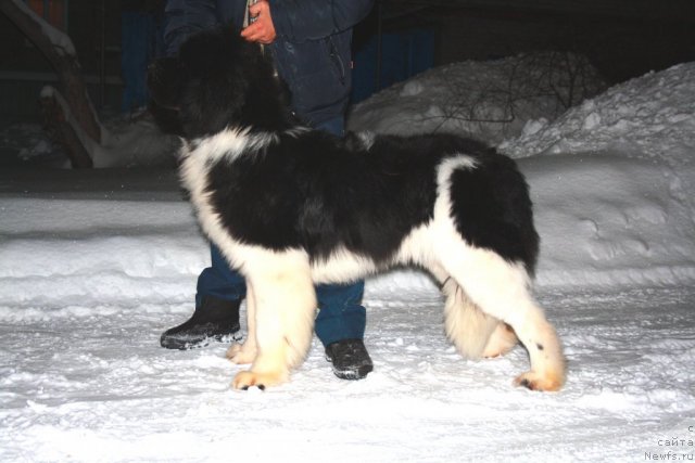 Фотография № 57796