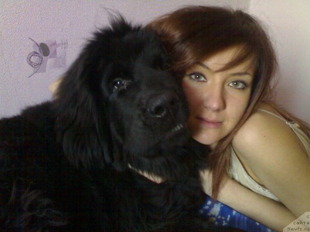 Фото: ньюфаундленд Черный Шарм Бостон, Ксения Ягудина