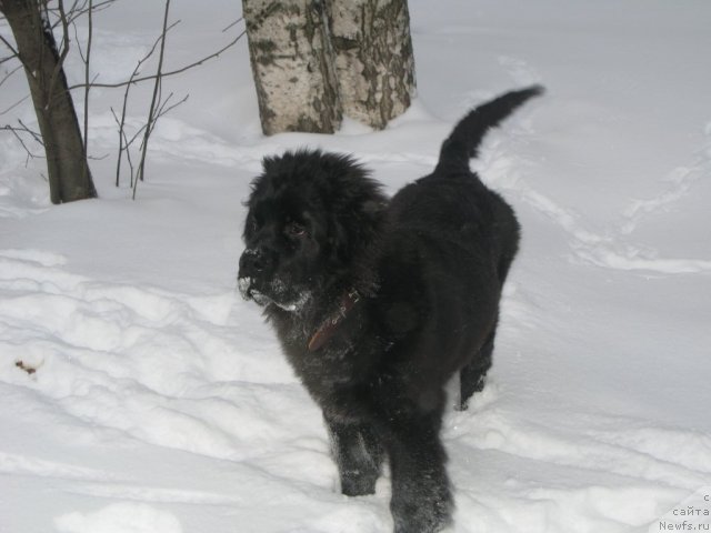 Фото: ньюфаундленд Смигар Викки-Шер