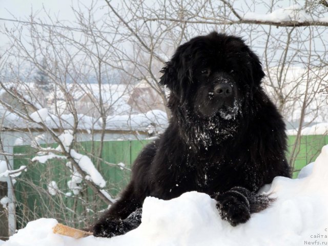 Фото: ньюфаундленд Потап Я