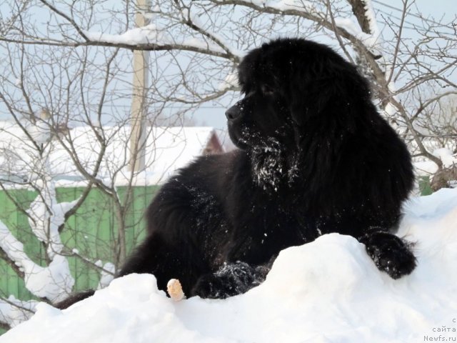 Фото: ньюфаундленд Потап Я