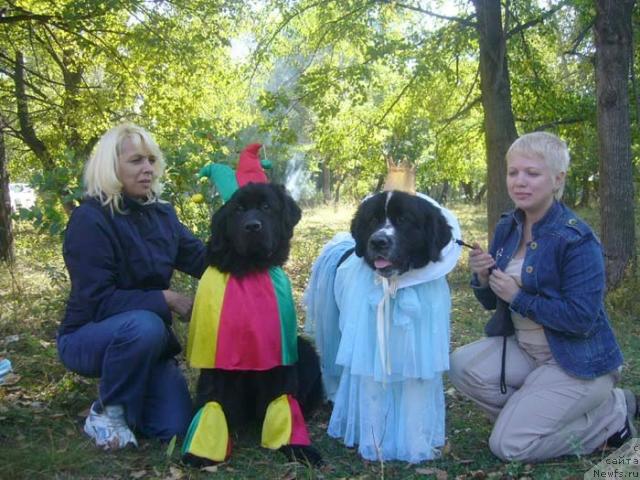 Фото: ньюфаундленд Маг Исполин Инфанта (Mag Ispolin Infanta), ньюфаундленд Маг Исполин Кристофер, Елена Горбунова