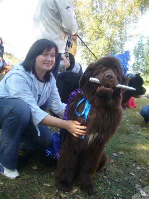 Фото: ньюфаундленд Обуш Шед Юдашкин Стиль (Obush Shed Yudashkin Stil), Ирина Назарова