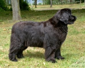 Фото: ньюфаундленд Naomi vom Trieberg
