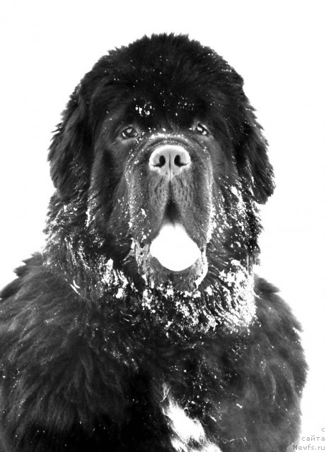 Фото: ньюфаундленд Luxusowy Model Viva Zabajka