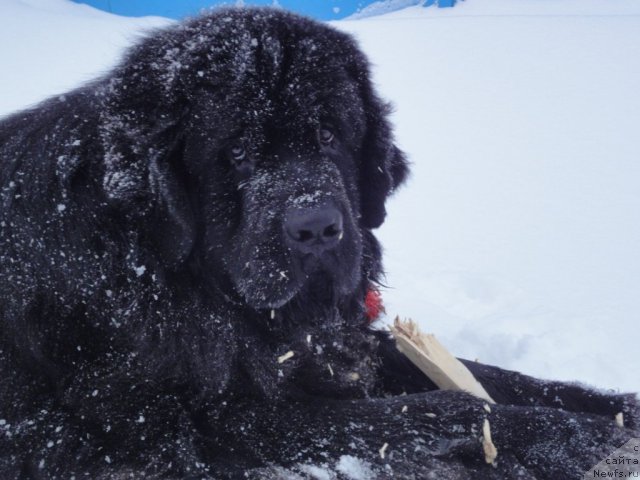 Фото: ньюфаундленд Уютная Долина Арнфрид Феодор