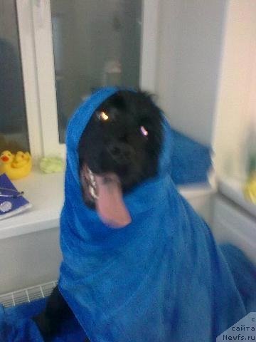 Фото: ньюфаундленд Их Высочество Владлена Маджикс