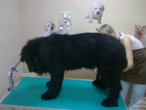 Фото: ньюфаундленд Их Высочество Владлена Маджикс