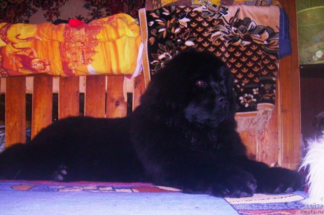 Фото: ньюфаундленд Их Высочество Владлена Маджикс