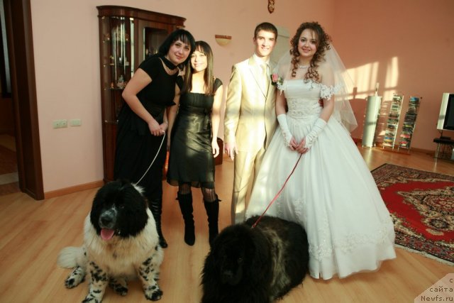 Фото: ньюфаундленд Vein Vest, ньюфаундленд Аквиан Сонг Зефир, [p701] Леша