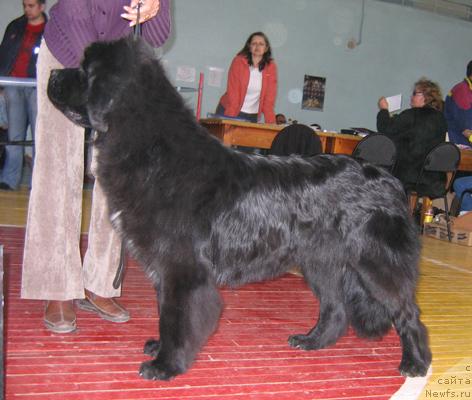 Фото: ньюфаундленд История Любви из Тихого Омута (Istoria Lubvi iz Tihogo Omuta)