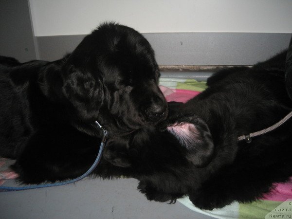 Фото: [d7783] и Дар СвеЗы Юника Сагитта 6, 5мес