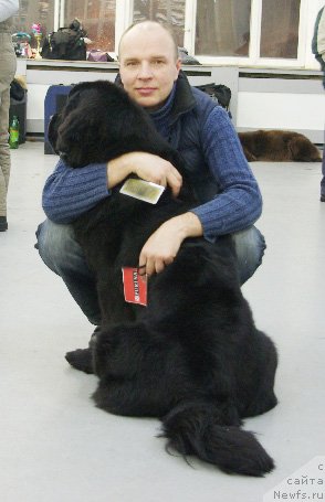 Фото: ньюфаундленд Бегущая по Волнам Ханд Маде (Beguschaya po Volnam Hand Made)