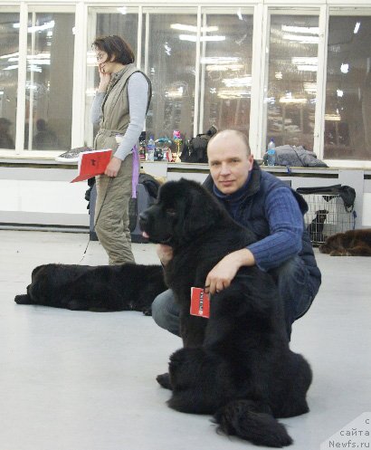 Фото: ньюфаундленд Бегущая по Волнам Ханд Маде (Beguschaya po Volnam Hand Made)