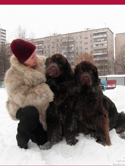 Фото: ньюфаундленд Супер Премиум Бест Бэлжен Ригардс (Super Premium Best Belzhen Regards), ньюфаундленд Джаконда