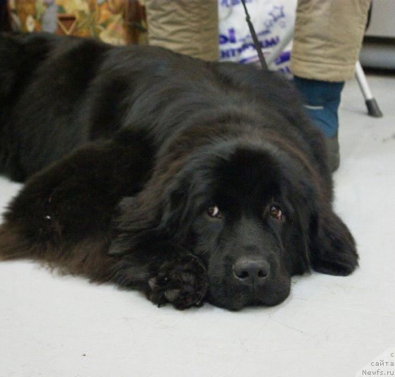 Фото: ньюфаундленд Бегущая по Волнам Харизма (Beguschaya po Volnam Harizma)