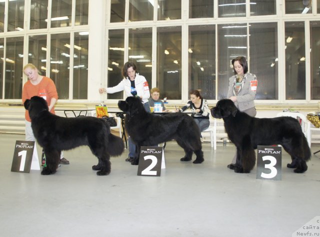Фото: ньюфаундленд Бегущая по Волнам Сун ин Му Ханд (Beguschaya po Volnam Sun in My Hand), ньюфаундленд Акватория Келвин Килиманджаро (Aquatoriya Kelvin Kilimandzharo), ньюфаундленд Бегущая по Волнам Схоу Муст Го Он (Beguschaya po Volnam Show Must Co On)