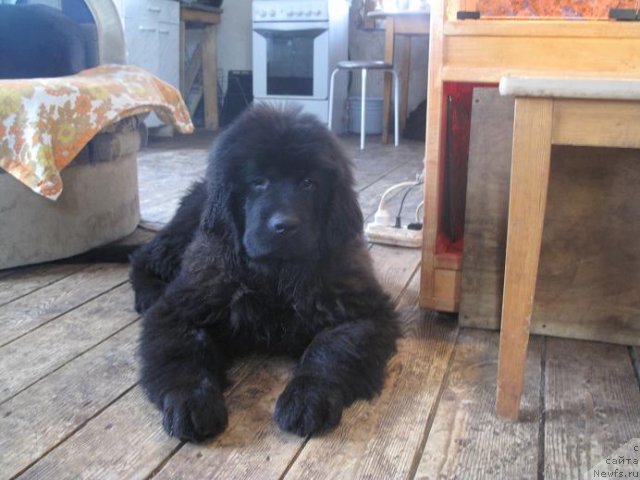 Фотография № 57948