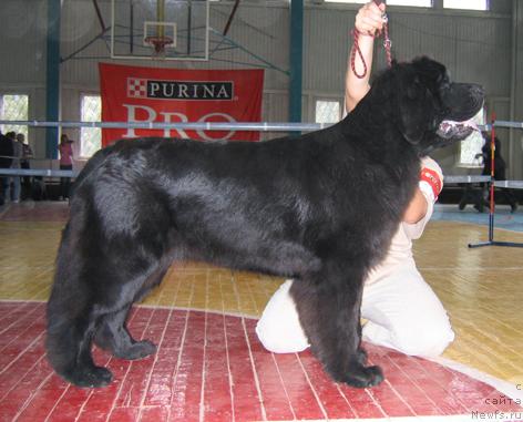 Фото: ньюфаундленд Шемаханская Царица (Shemahanskaya Tsaritsa)