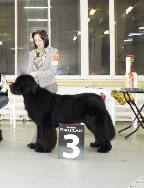 Фото: ньюфаундленд Бегущая по Волнам Схоу Муст Го Он (Beguschaya po Volnam Show Must Co On)