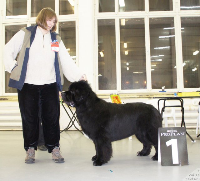 Фото: ньюфаундленд Смигар Шаловливый Медведь (Smigar Shalovlivy Medved)