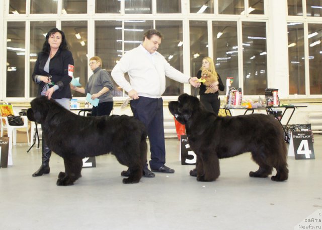 Фото: ньюфаундленд Смигар Нансен Неустрашимый (Smigar Nansen Neustrashimy), ньюфаундленд Cayuga Mescalero