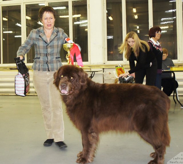 Фото: ньюфаундленд Смигар Олимпиада (Smigar Olimpiada)