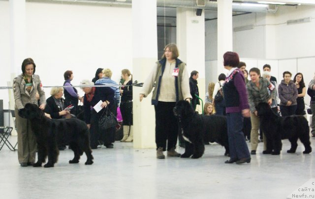 Фото: ньюфаундленд Бегущая по Волнам Харизма (Beguschaya po Volnam Harizma), ньюфаундленд Смигар Шаловливый Медведь (Smigar Shalovlivy Medved), ньюфаундленд Fairweathers Rare and Precious