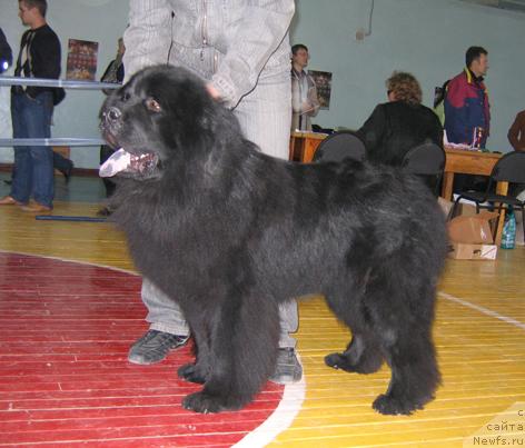 Фото: ньюфаундленд Царевич Елисей Меткий Стрелок