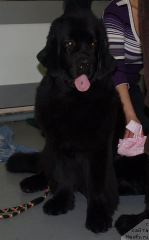 Фотография № 57993