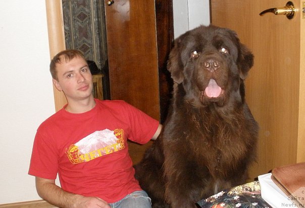 Фото: ньюфаундленд Лесная Сказка Королевский Медведь (Lesnaja Skazka Korolevskiy Medved), Дмитрий Самарцев