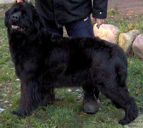 Фото: ньюфаундленд Грейчел (Greychel)