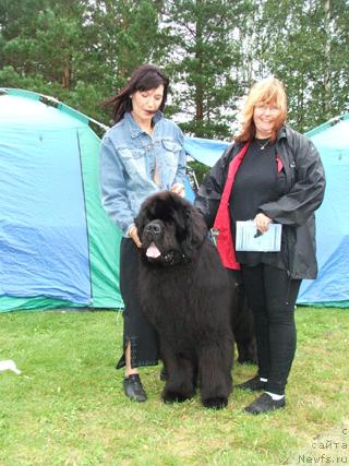 Фото: ньюфаундленд Aarnikarhun Chic-o-Chico