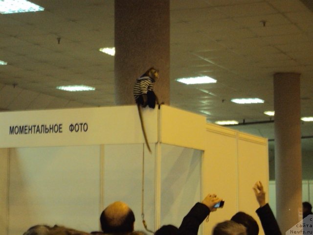 Фото: Обезьянка