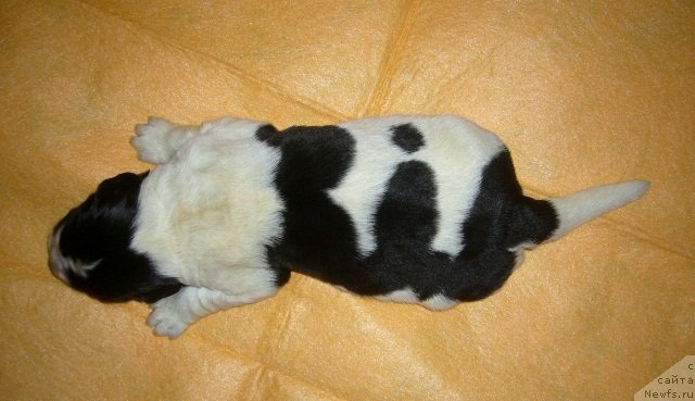 Фото: ньюфаундленд Супер Бизон Екатеринбург (Super Bizon Ekaterinburg)